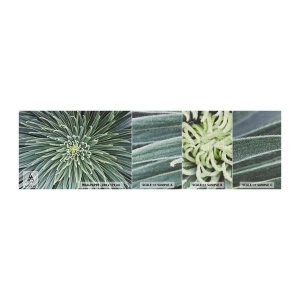 Photo Wallpaper Sample Premium Canvas - Birth of a Star - Agave flower, Agave, Flowers - 100x30 cm