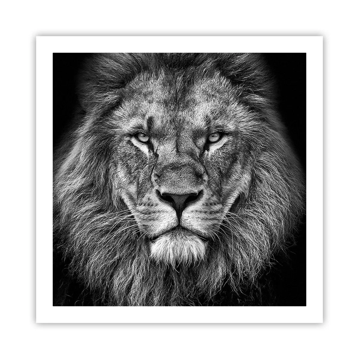Poster - In Coronation Clothes - 60x60 cm