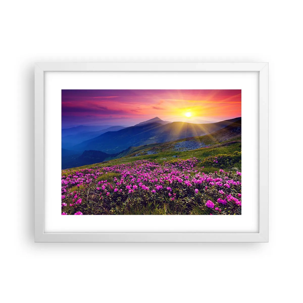 Poster in white frmae - Surrounded by Mountain Pine and Herbs - 40x30 cm