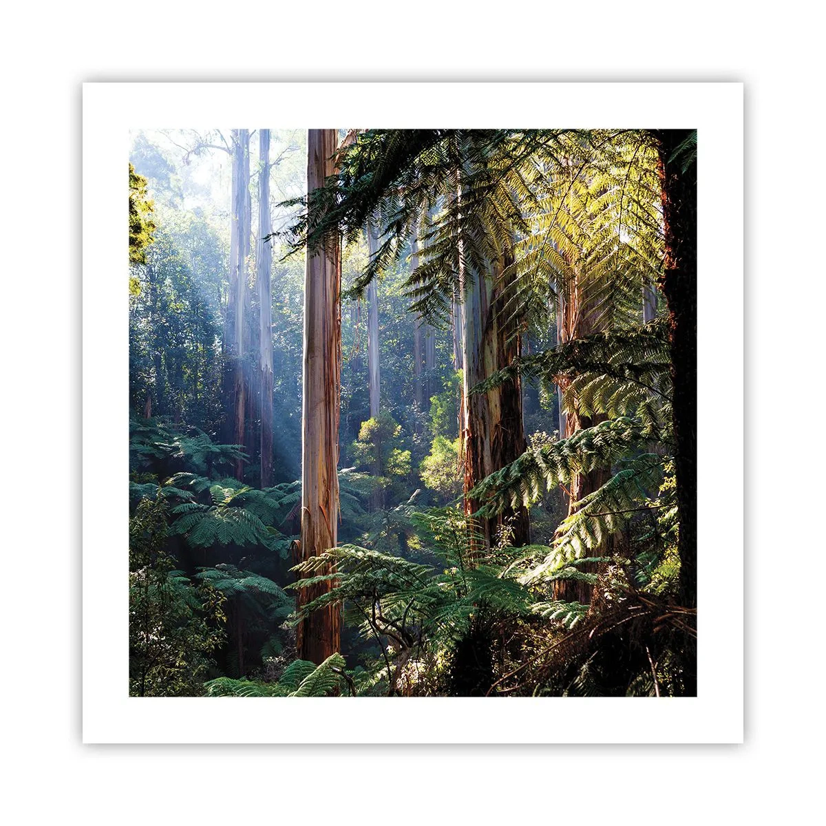 Poster - Tale of a Forest - 50x50 cm