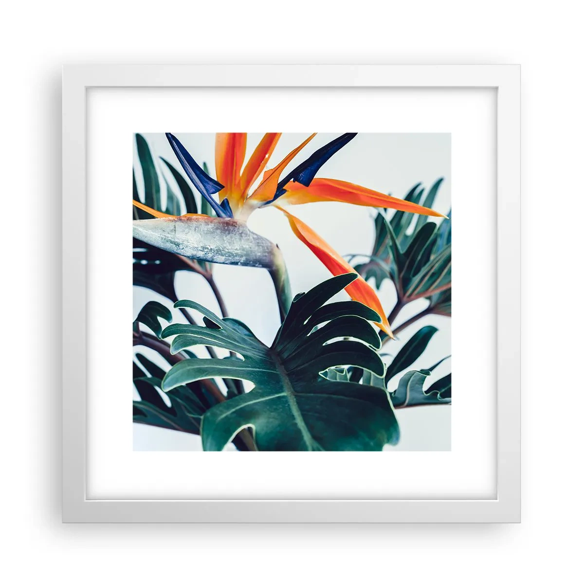 Poster in white frmae - Birdy Bush - 30x30 cm