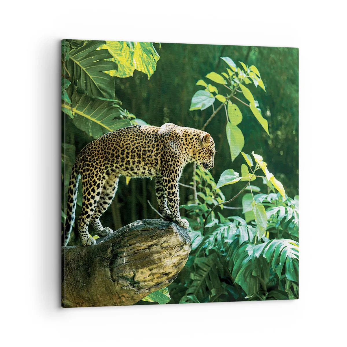 Canvas picture - Going Hunting? - 50x50 cm