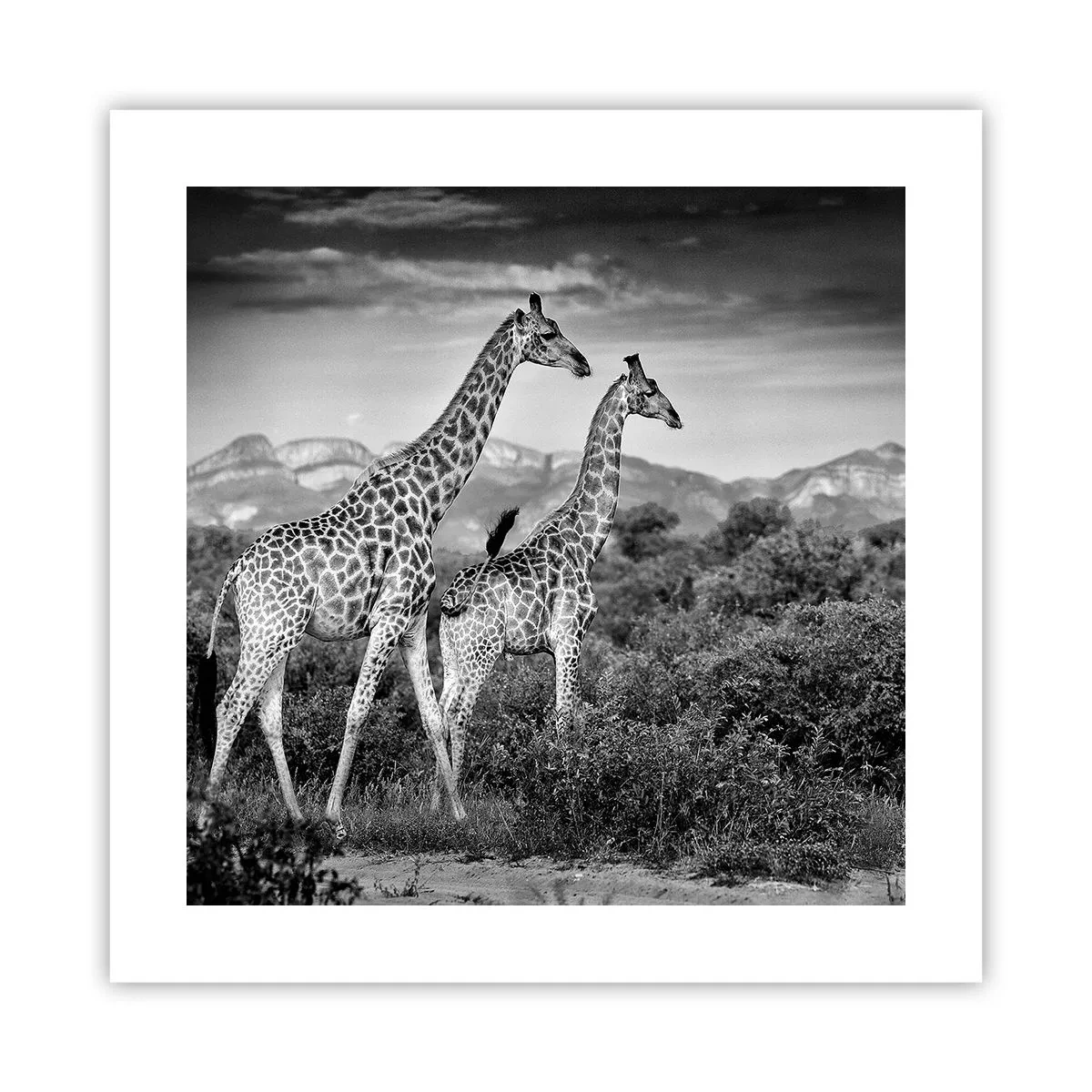 Poster - Higher Spheres in Africa - 40x40 cm