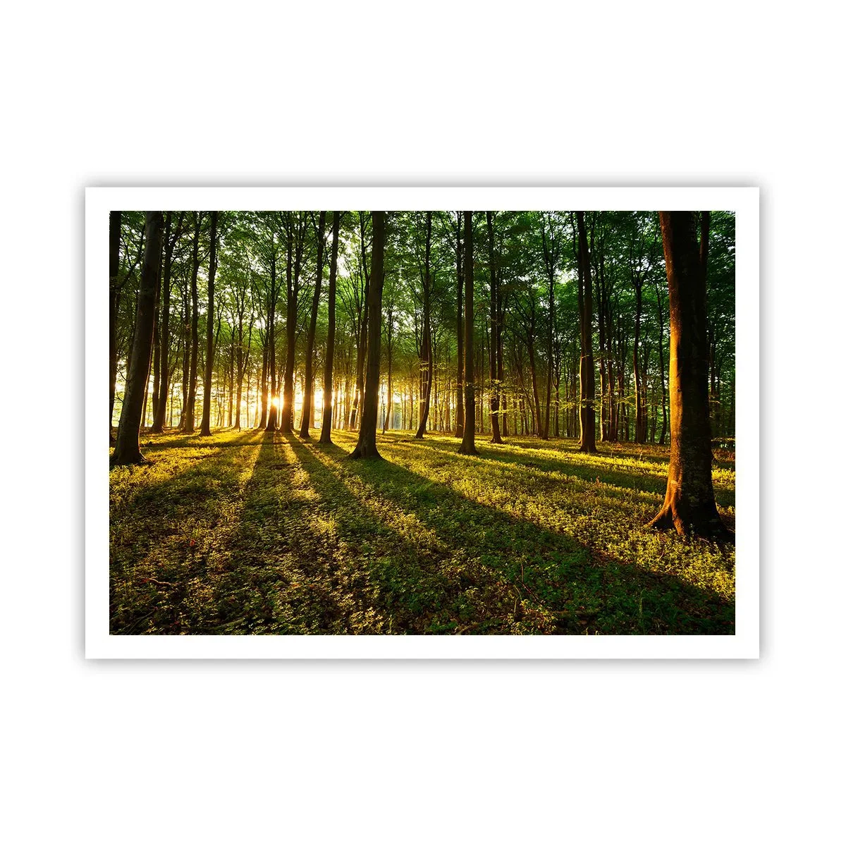 Poster - Photography of All Springs - 100x70 cm