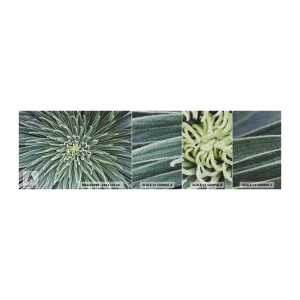 Photo Wallpaper Sample Premium Sand - Birth of a Star - Agave flower, Agave, Flowers - 100x30 cm