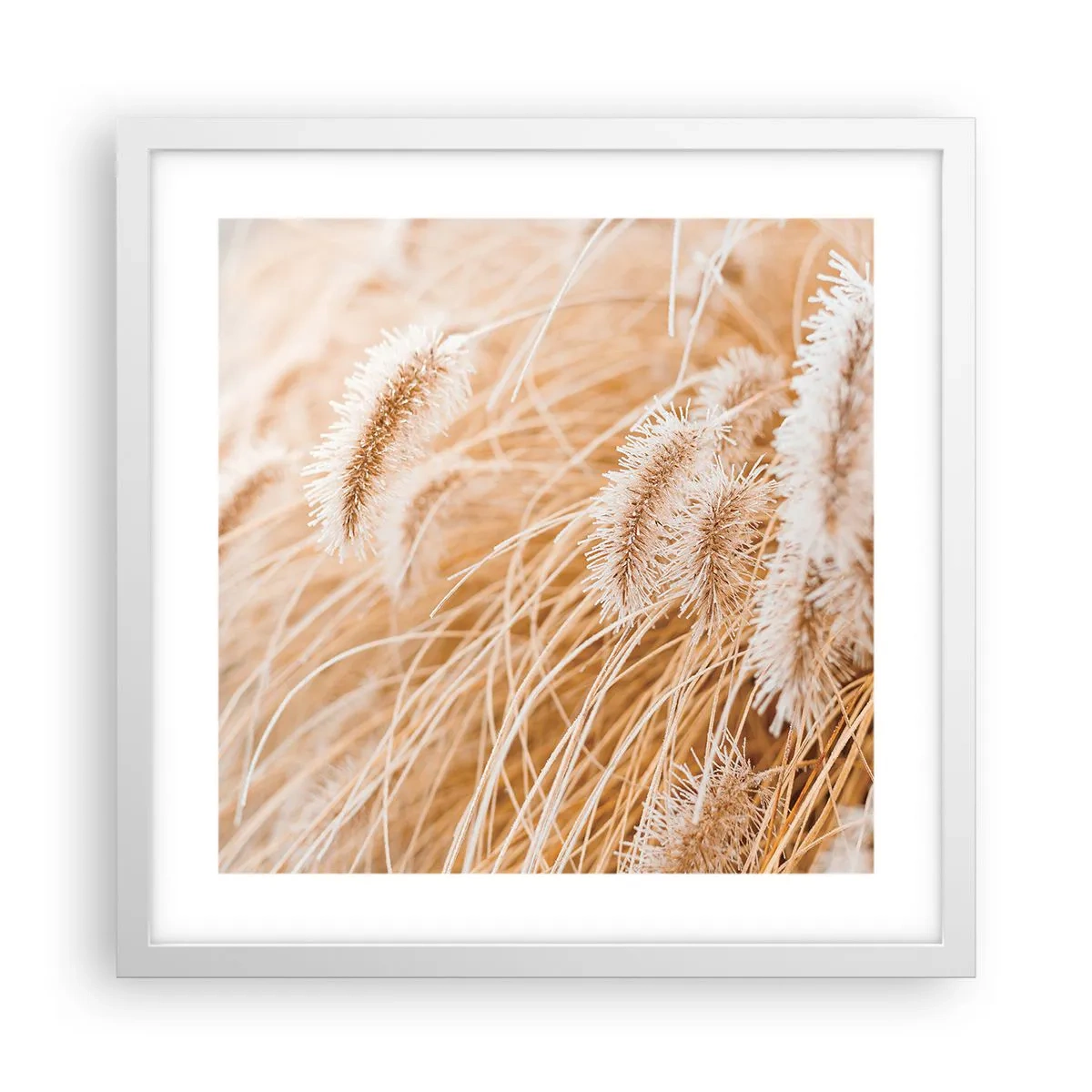 Poster in white frmae - Golden Rustling of Grass - 40x40 cm