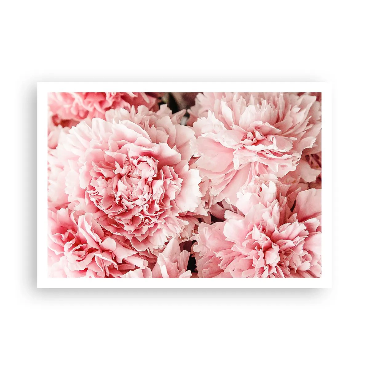 Poster - Pink Dreams - 100x70 cm