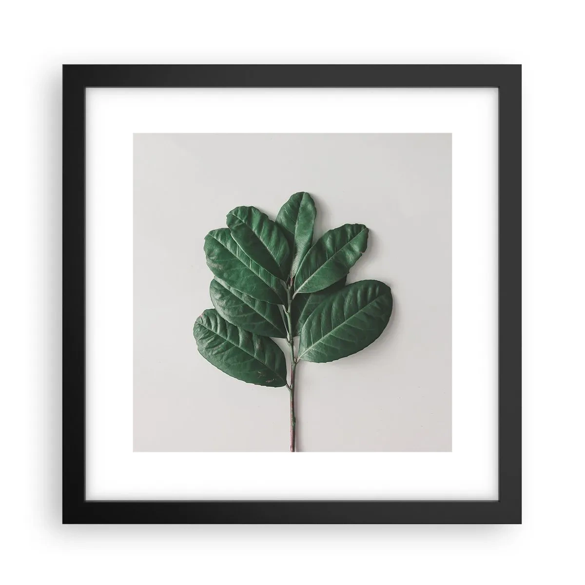 Poster in black frame - Drawing of Nature Itself - 30x30 cm