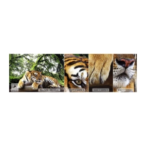 Photo Wallpaper Sample Self-Adhesive Deluxe Sticker - Best Regards - Tiger, Animals, Predator - 100x30 cm