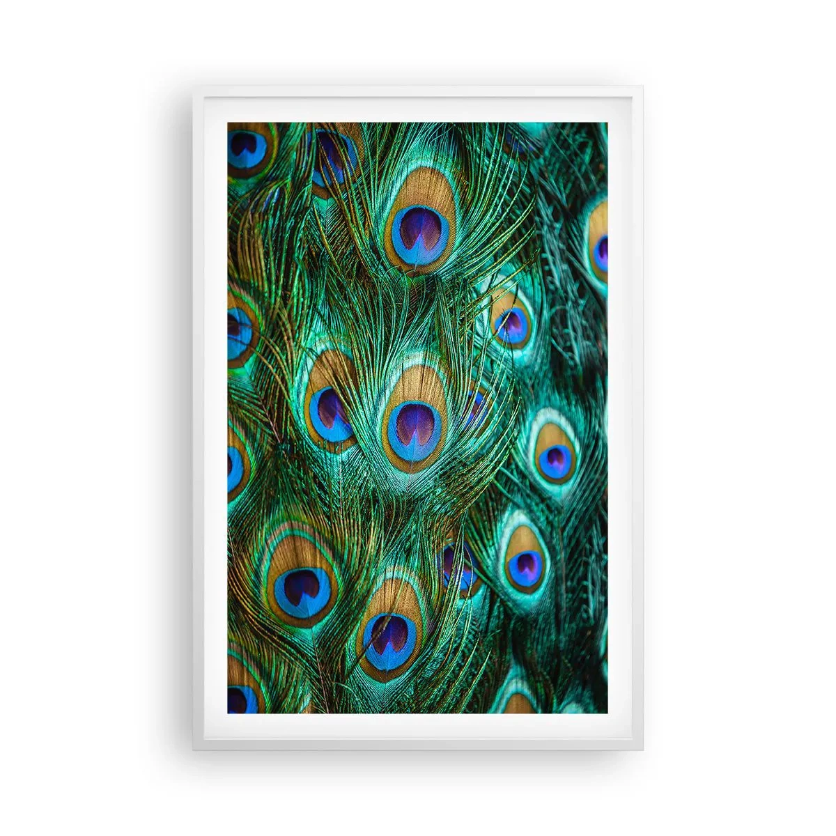 Poster in white frmae - Peacock Eyes - 61x91 cm