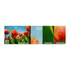 Photo Wallpaper Sample Premium Canvas - Blue Sky Is All They Need - Flowers, Tulips, Nature - 100x30 cm