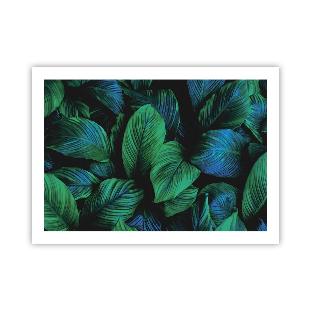 Poster - In a Green Crowd - 70x50 cm