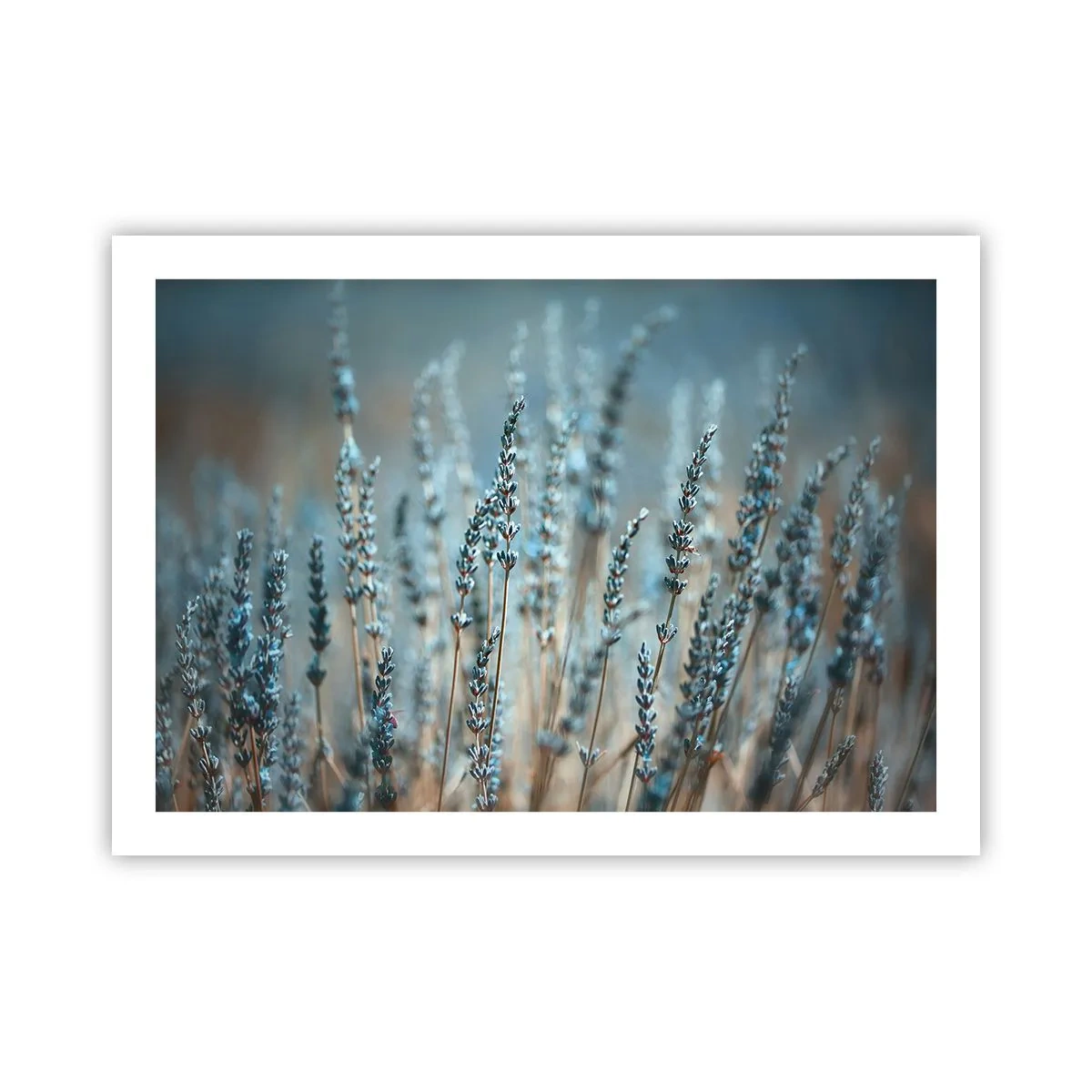 Poster - Fragrant Grass - 70x50 cm