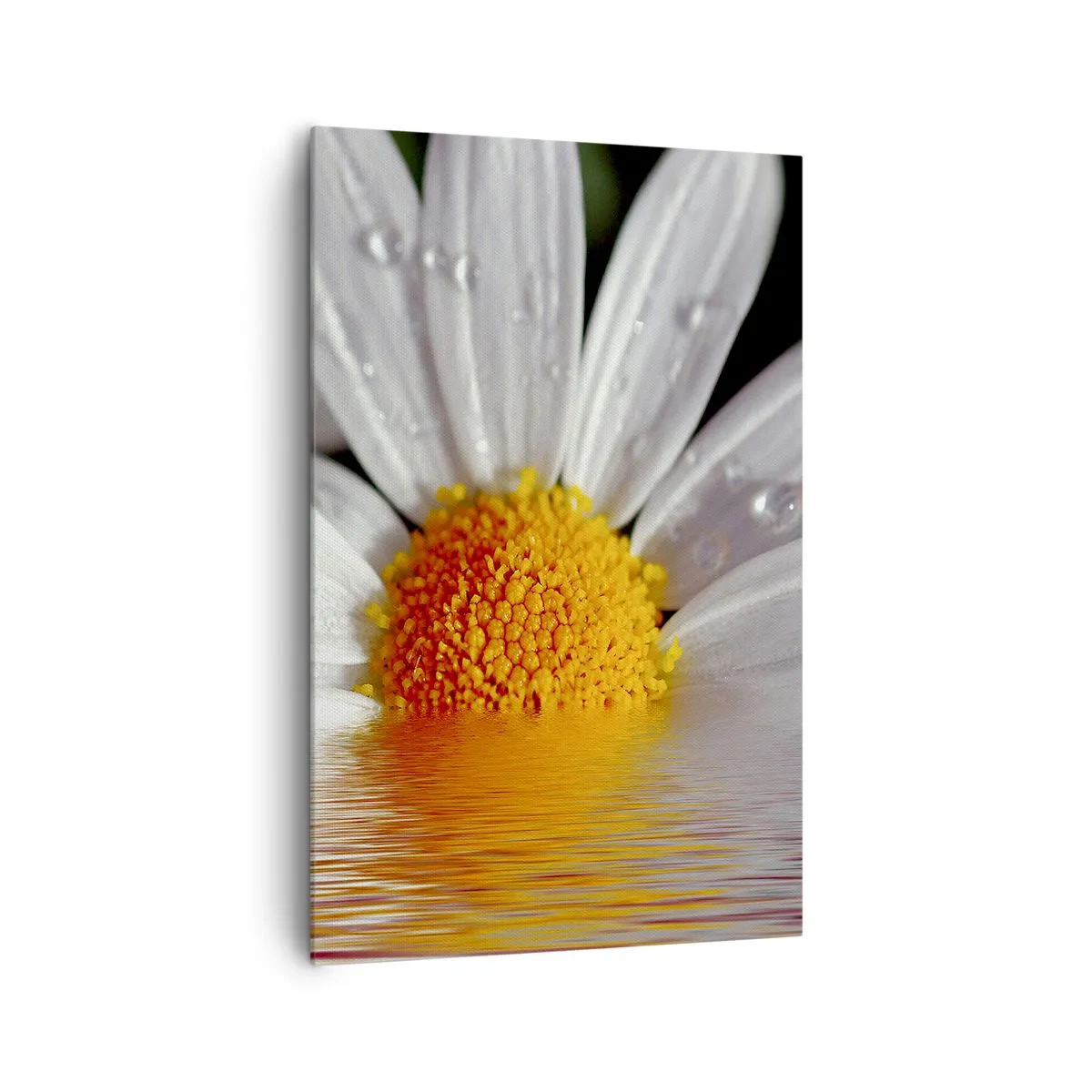Canvas picture - Sunrise of a Daisy - 80x120 cm