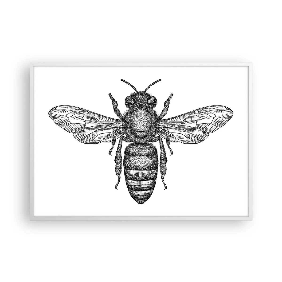 Poster in white frmae - Insect Portrait - 100x70 cm