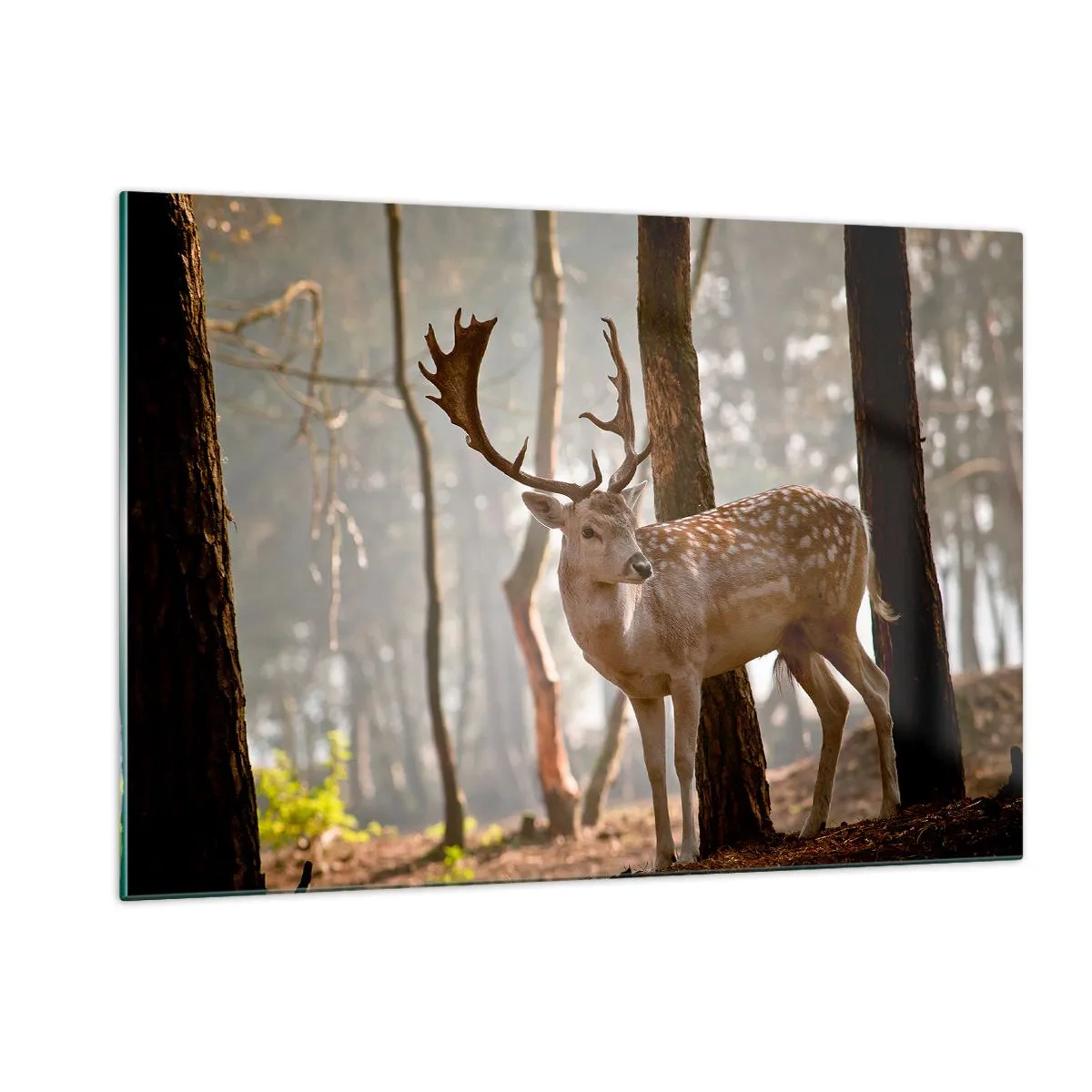 Glass picture - Light of Youth - 120x80 cm