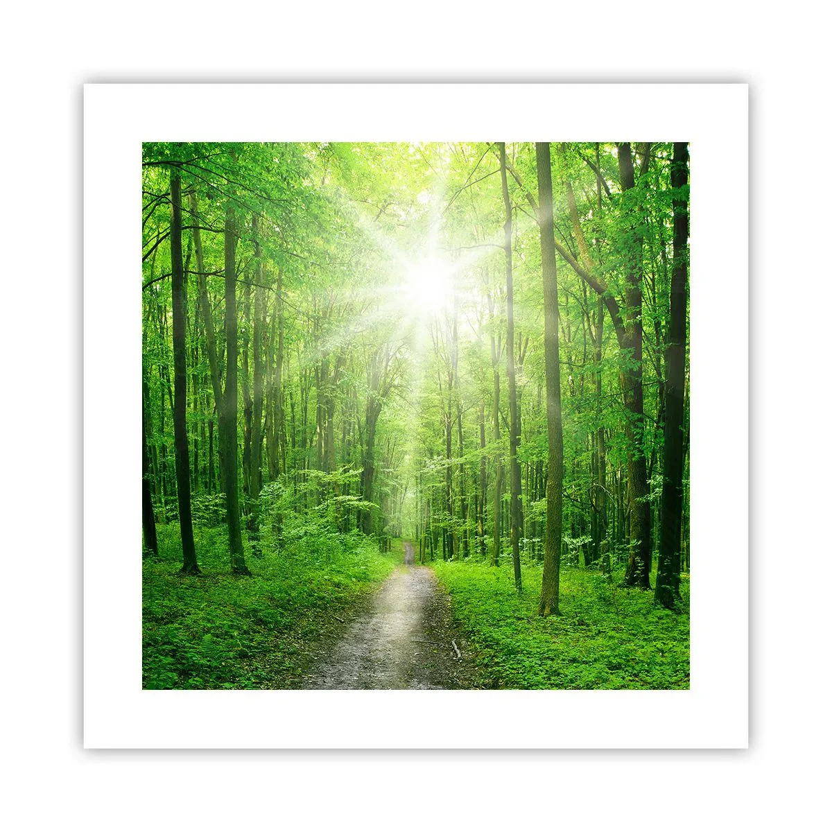 Poster - Green Cathedral - 40x40 cm