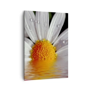 Canvas picture - Sunrise of a Daisy - 50x70 cm