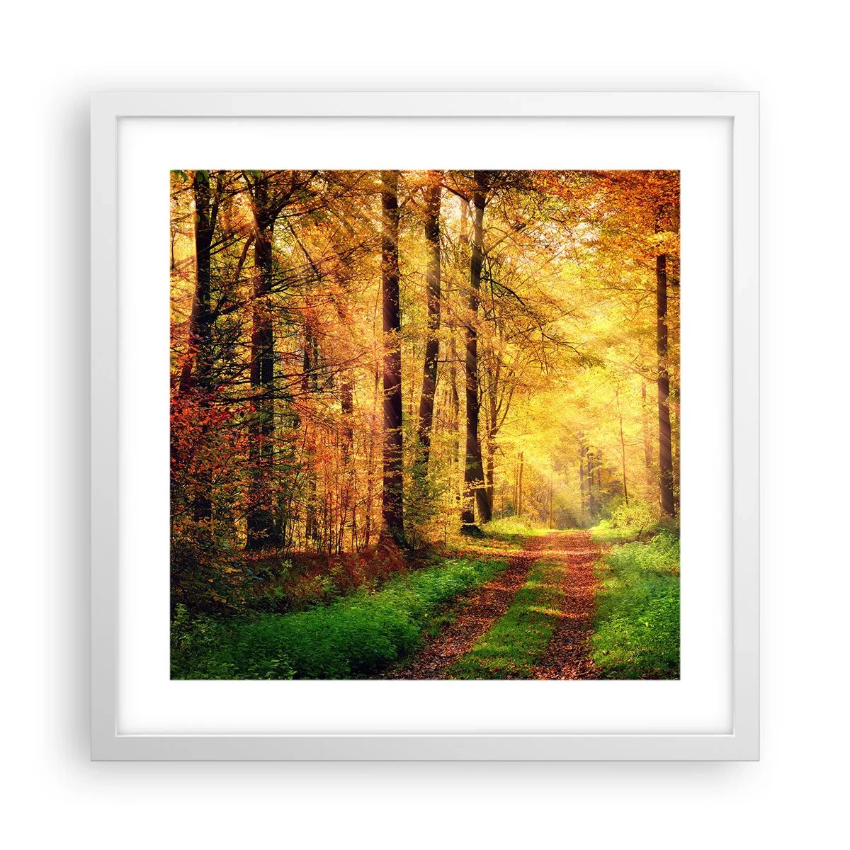Poster in white frmae - Forest Golden silence - 40x40 cm