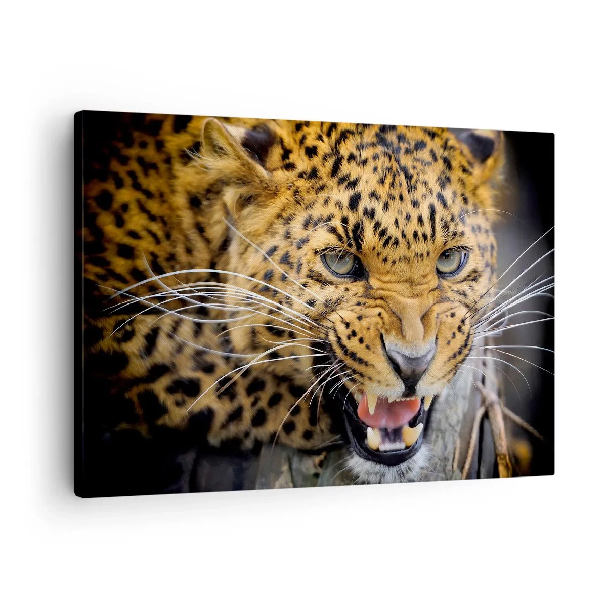 Canvas picture - A close-up of a menacing leopard with its fangs bared. - 70x50cm - Do Not Come Close, I am Warning You! - Modern wall decoration for the living room and bedroom ARTTOR