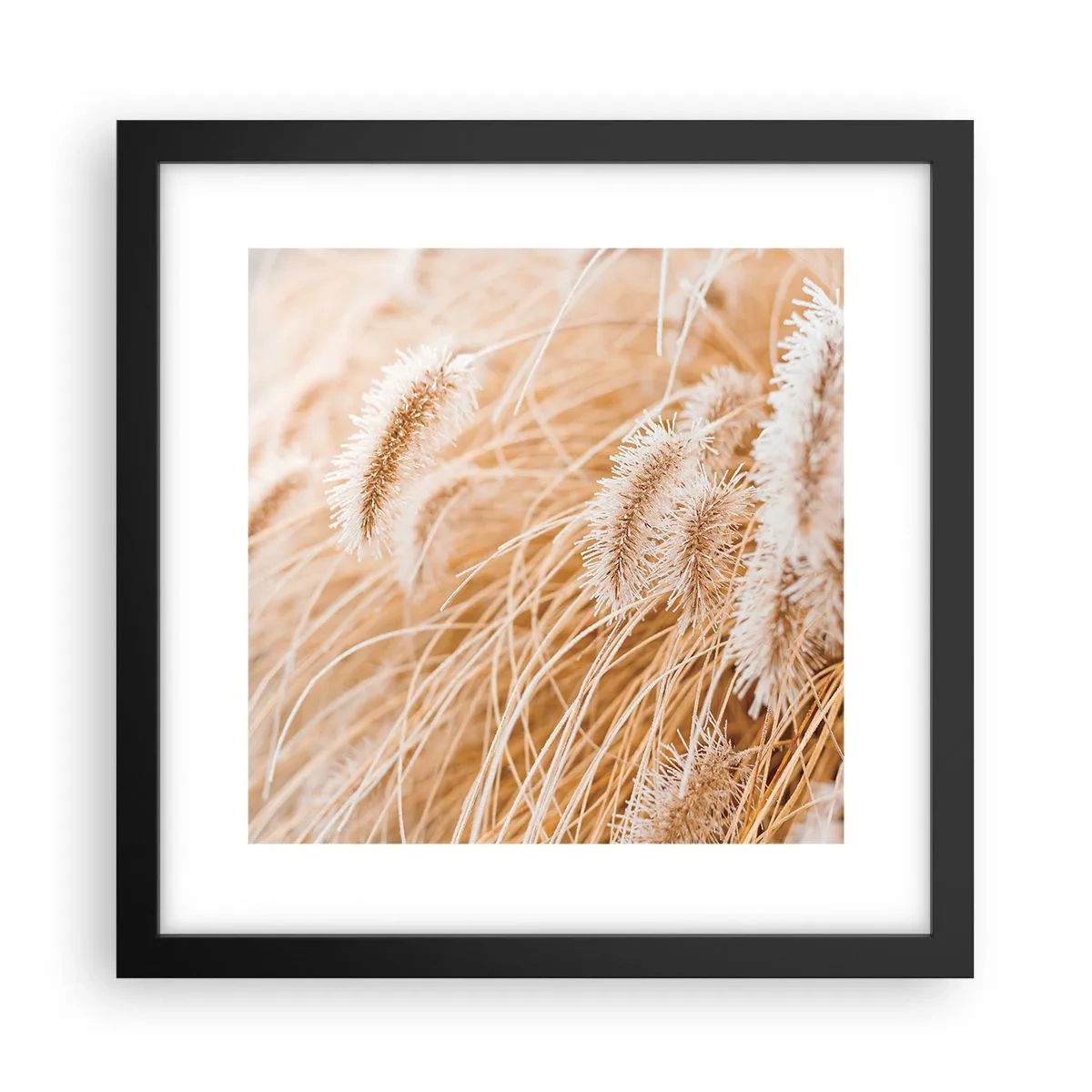 Poster in black frame - Golden Rustling of Grass - 30x30 cm