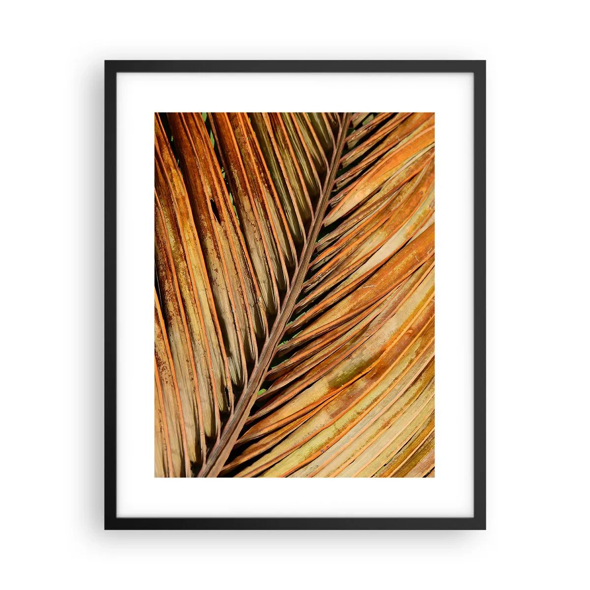Poster in black frame - Coconut Gold - 40x50 cm