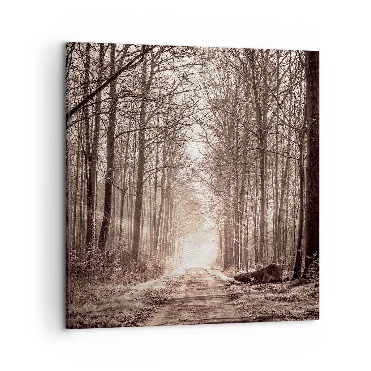 Canvas picture - Cathedral of the Forest - 50x50 cm
