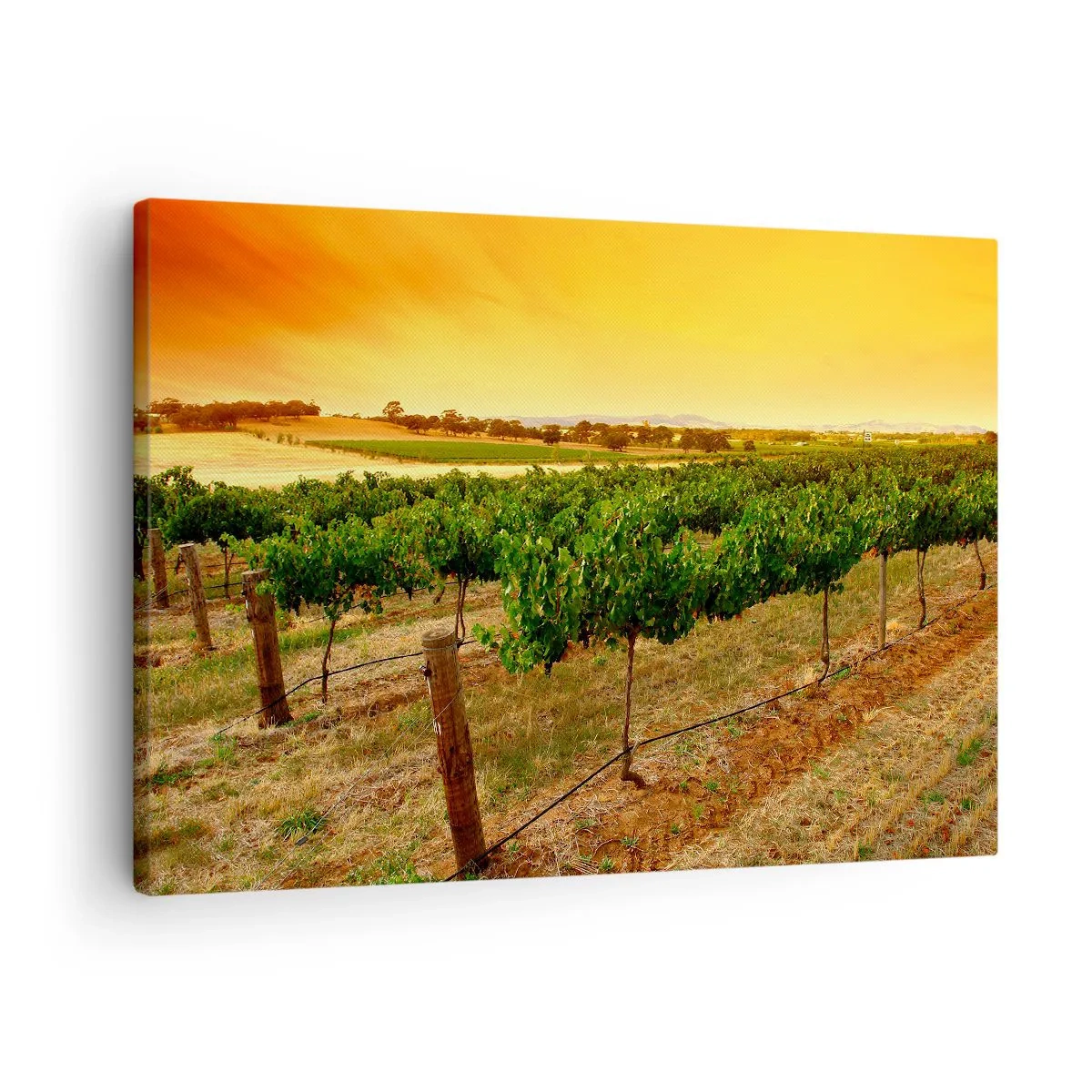 Canvas picture - Vines on a plantation at a golden sunset - 70x50cm - Drink up the Sun - Modern wall decoration for the living room and bedroom ARTTOR