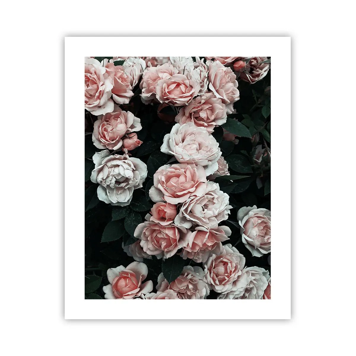Poster - Rose Ensemble - 40x50 cm