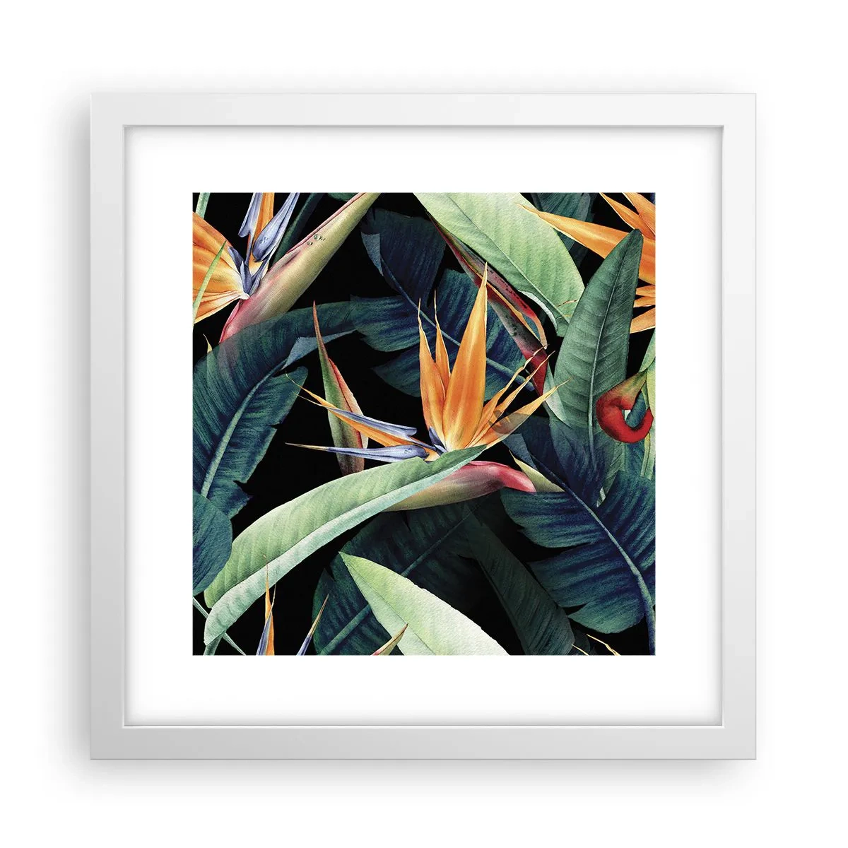 Poster in white frmae - Flaming Flowers of the Tropics - 30x30 cm