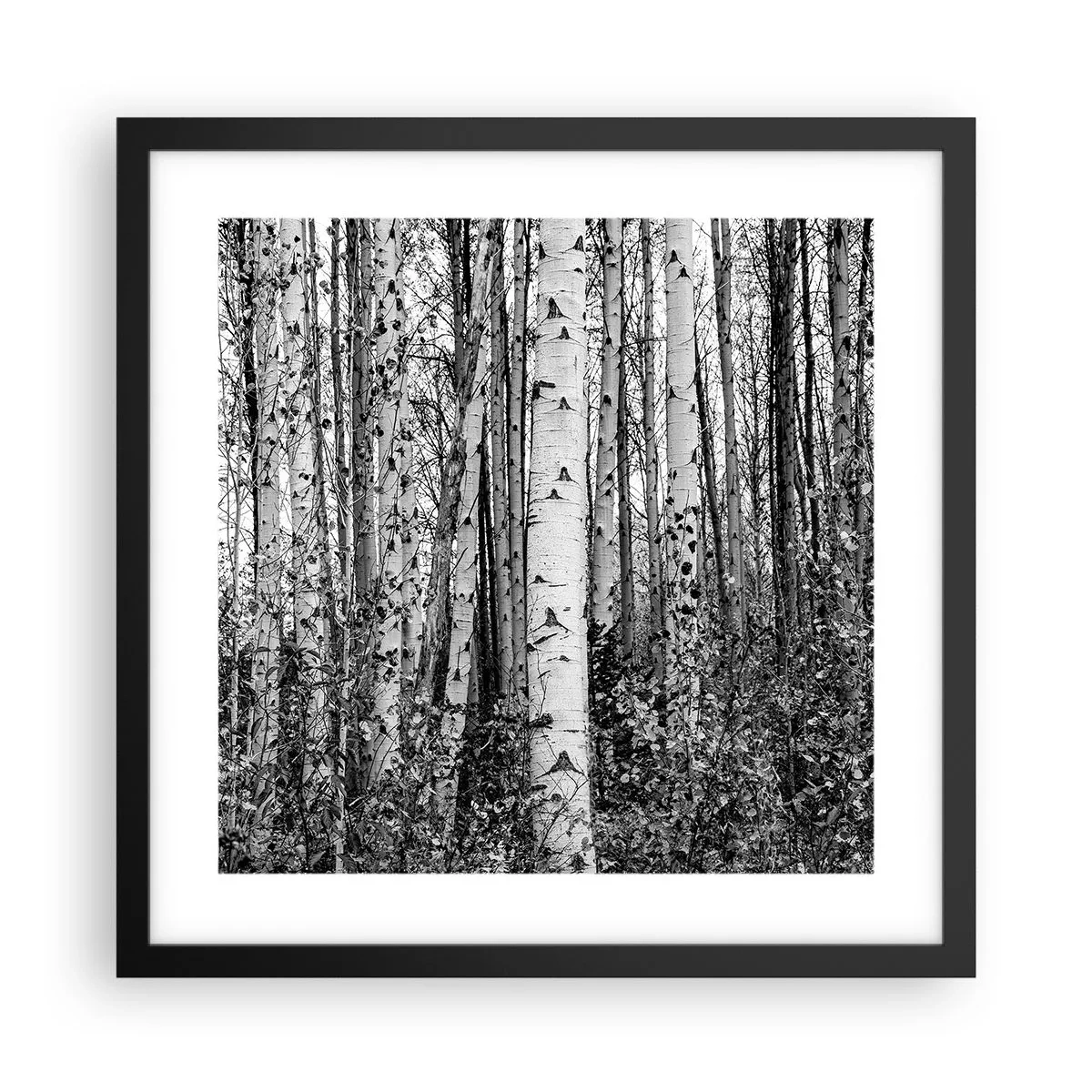 Poster in black frame - Birch Colonnade - 40x40 cm