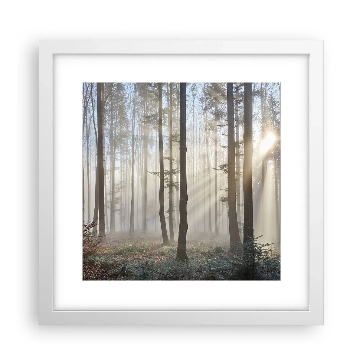 Poster in white frmae - Fog Has Woken up Too - 30x30 cm