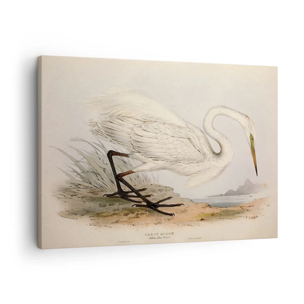 Canvas picture - Lady on the Marsh - 70x50 cm