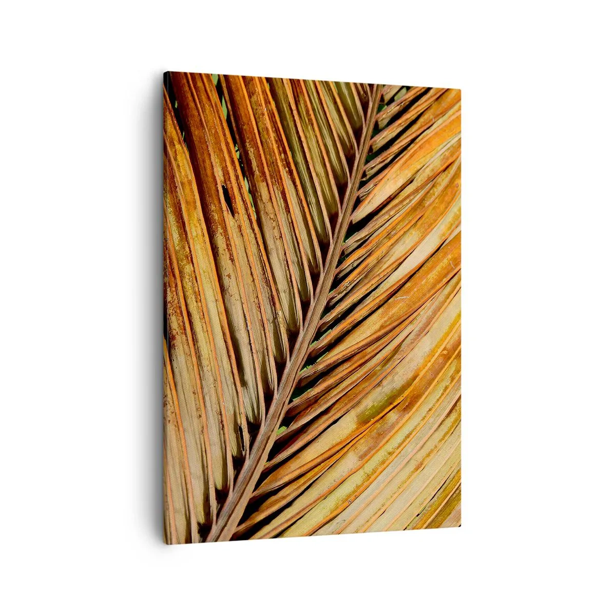 Canvas picture - Coconut Gold - 50x70 cm