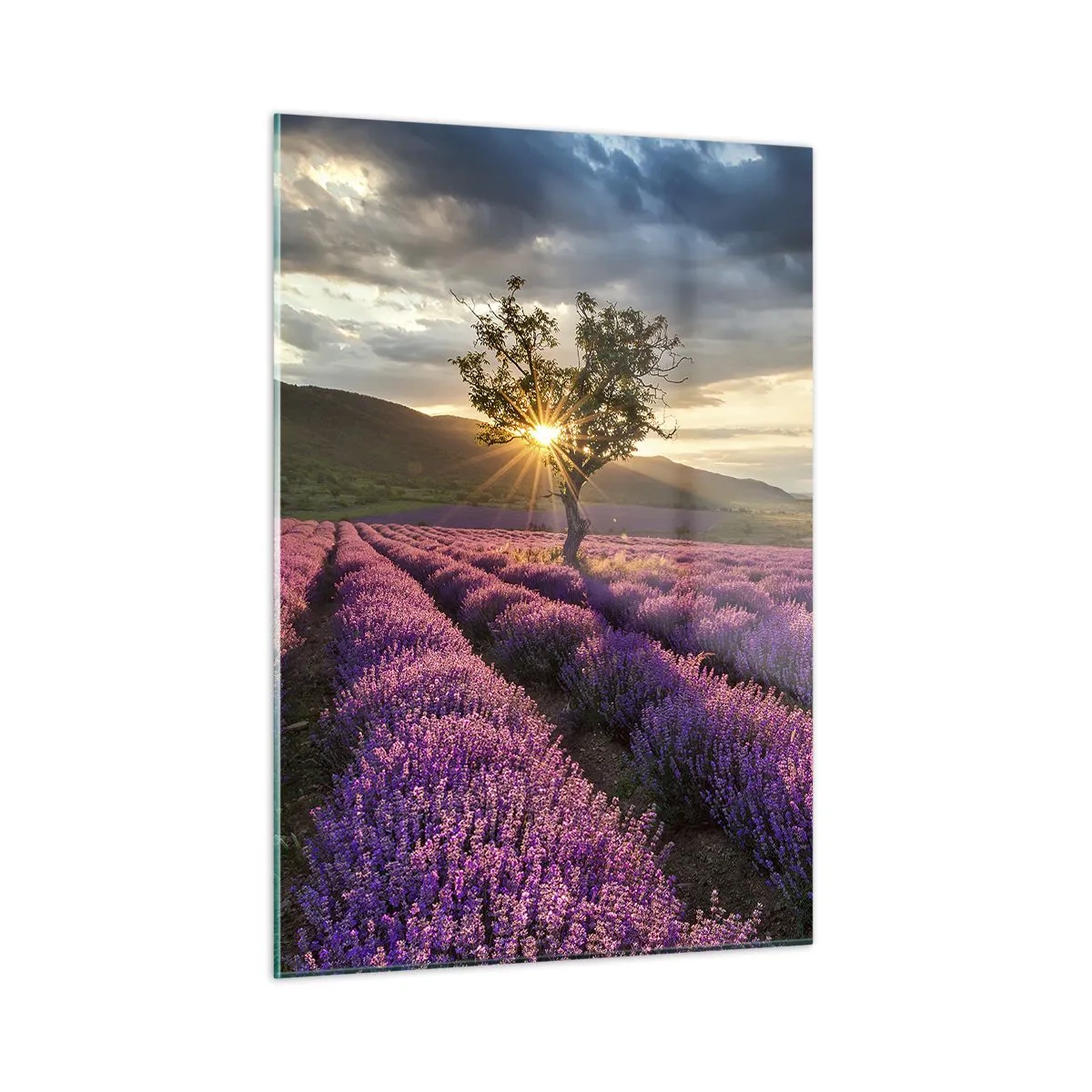 Glass picture - Lilac Coloured Aroma - 50x70 cm