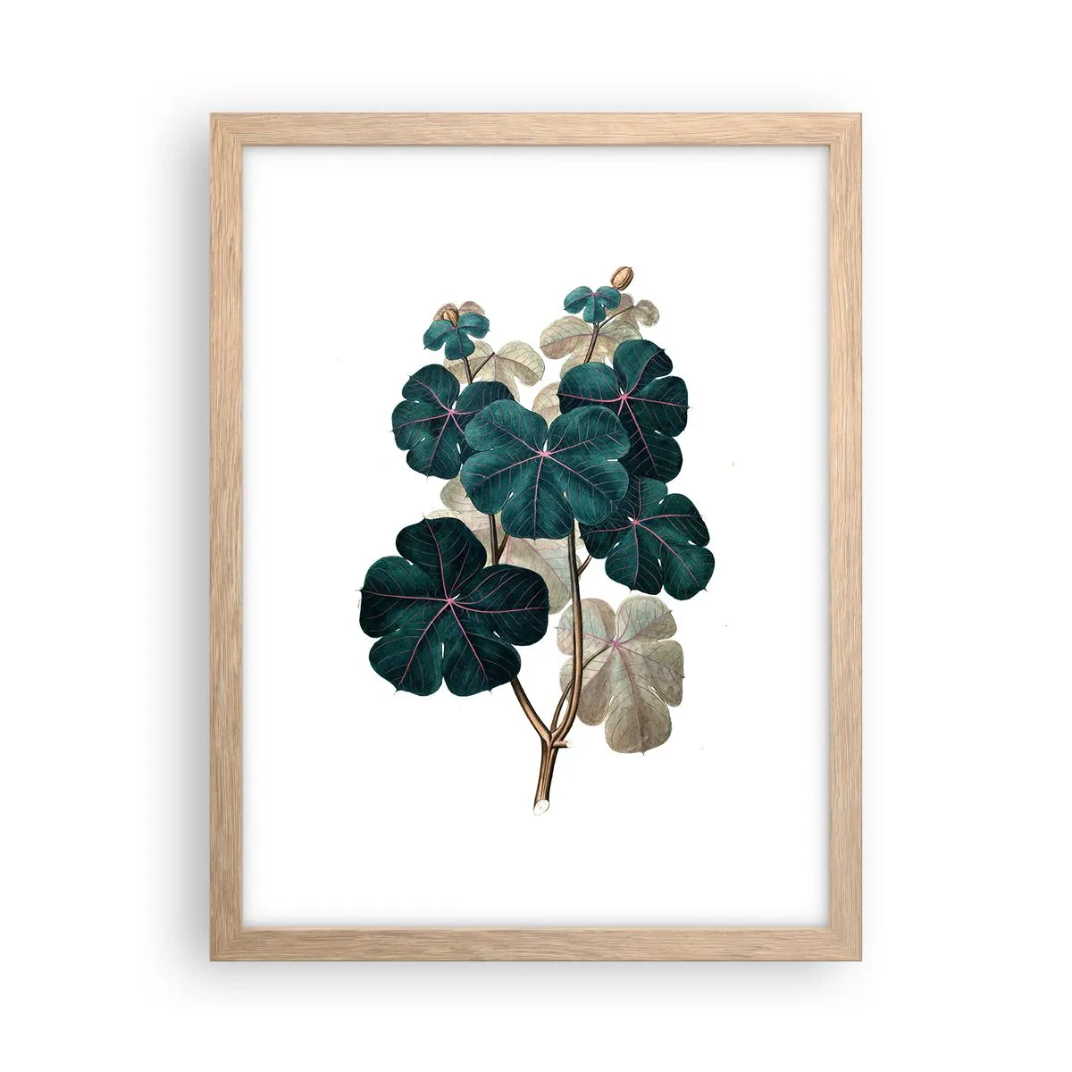 Poster in light oak frame - From the Old Herbarium - 30x40 cm