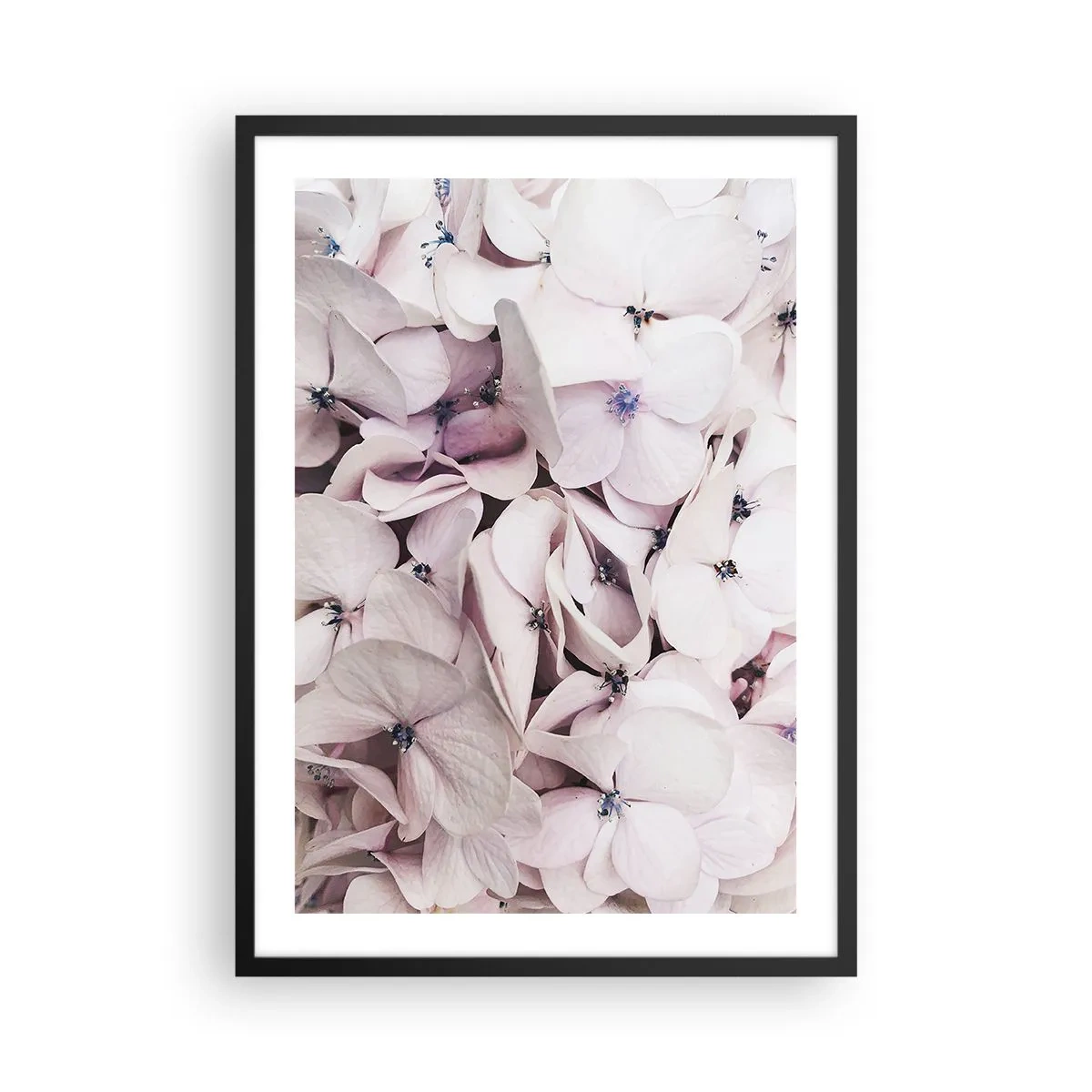 Poster in black frame - Delicate pastel hydrangeas close-up - 50x70cm - In the Flood of Flowers - Modern wall decoration for the living room and bedroom ARTTOR