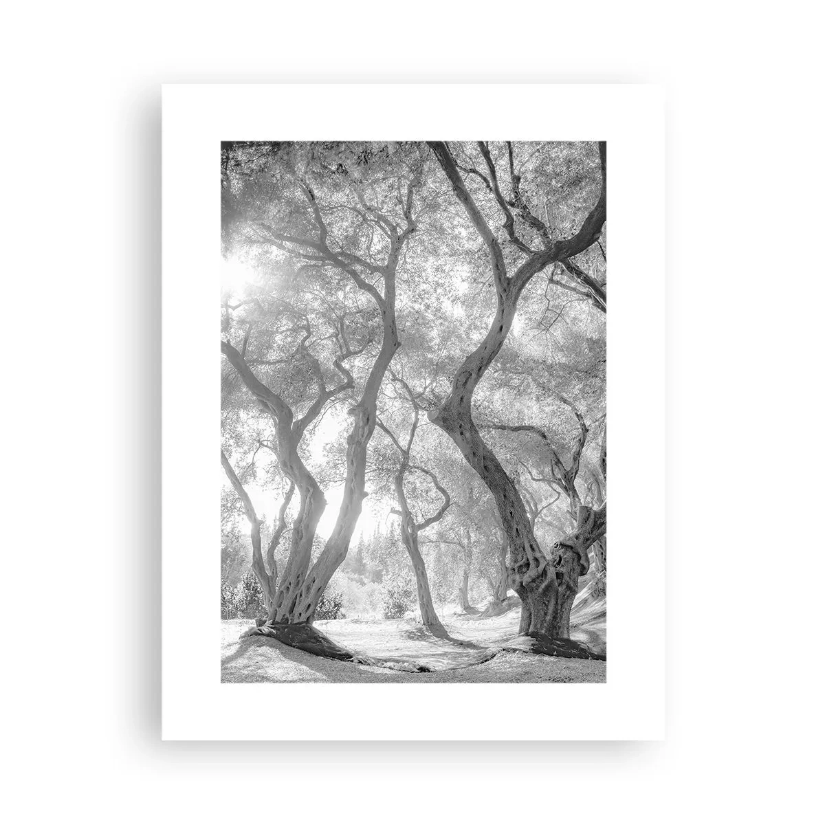 Poster - In an Olive Grove - 30x40 cm
