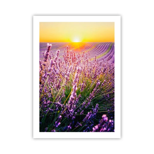 Poster - Fragrant Field - 50x70 cm