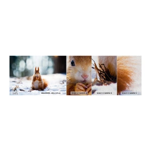 Photo Wallpaper Sample Premium Sand - What Are You Looking at? - Animals, Squirrel, Winter - 100x30 cm