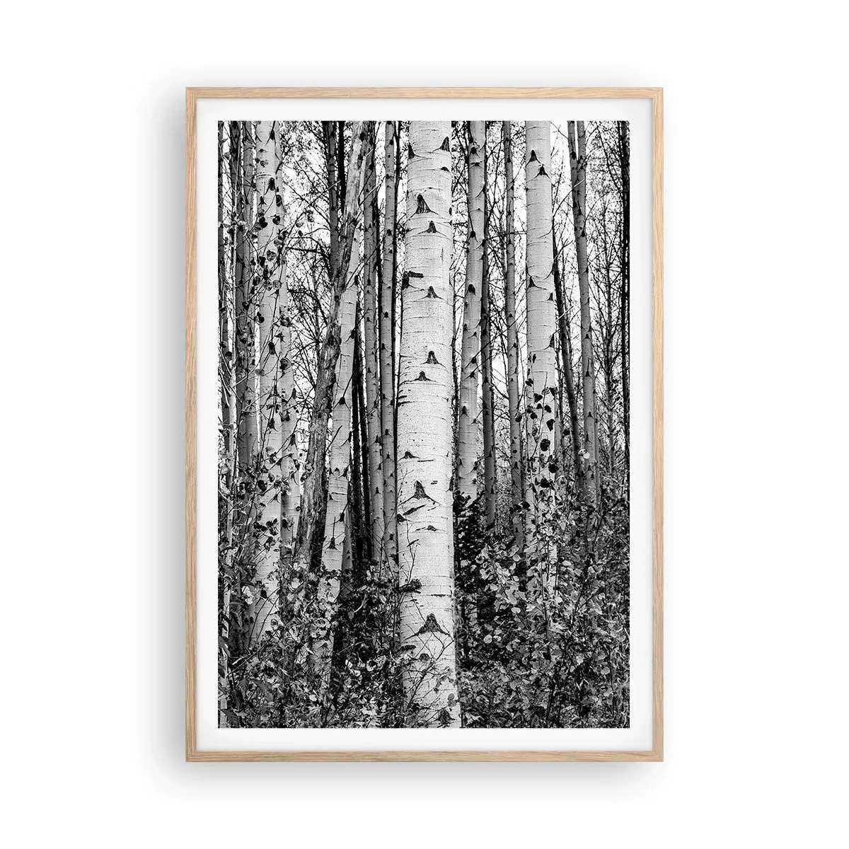 Poster in light oak frame - Birch Colonnade - 70x100 cm