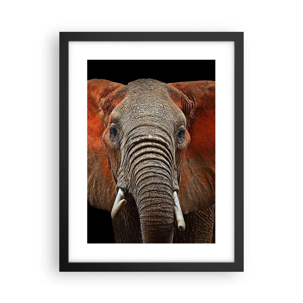 Poster in black frame - I am Wild, and You? - 30x40 cm