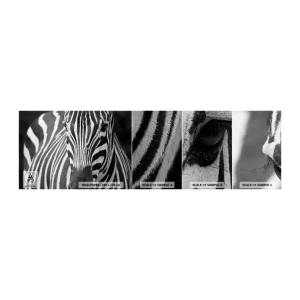 Photo Wallpaper Sample Self-Adhesive Deluxe Sticker - World Is Black and White - Animals, Ribs, Black and white - 100x30 cm