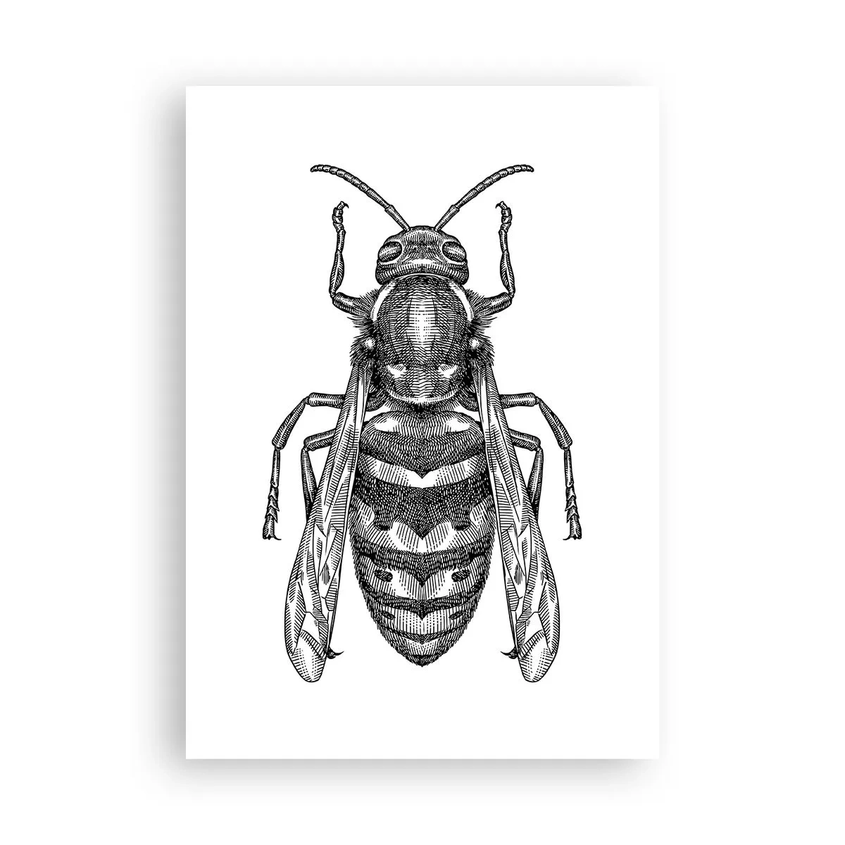 Poster - From Insect Planet - 70x100 cm