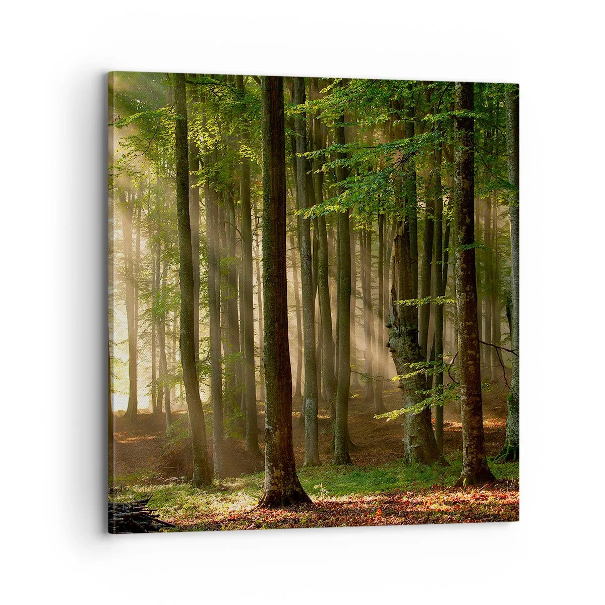 Canvas picture - Beaming in Spring Morning - 70x70 cm