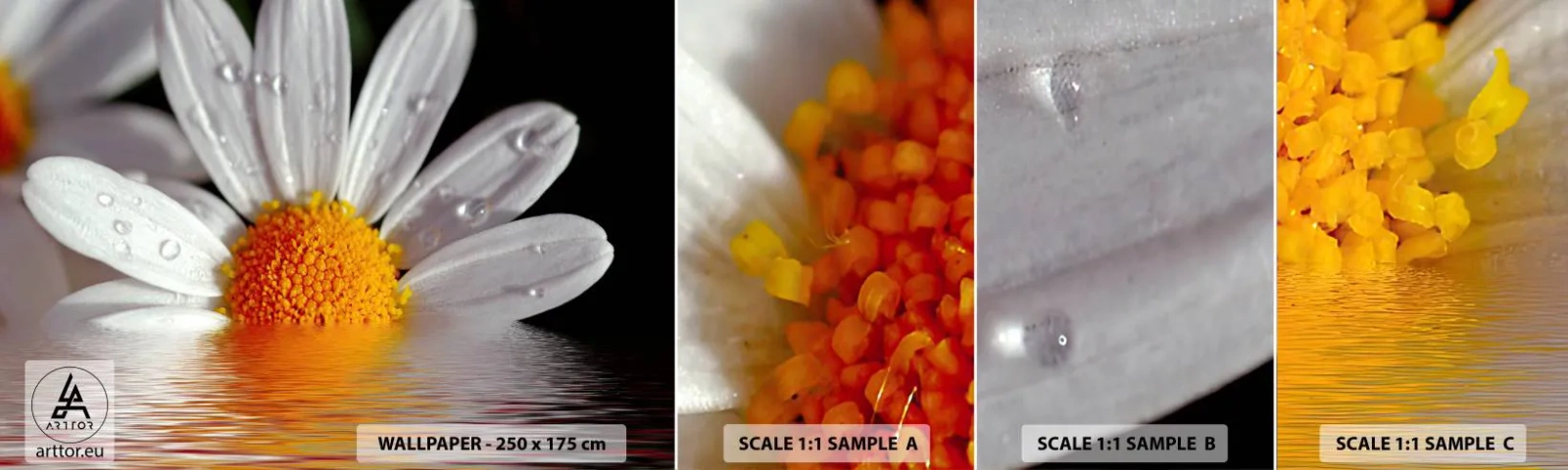 Photo Wallpaper Sample Self-Adhesive Deluxe Sticker - Sunrise of a Daisy - Flower, Chamomile, Nature - 100x30 cm