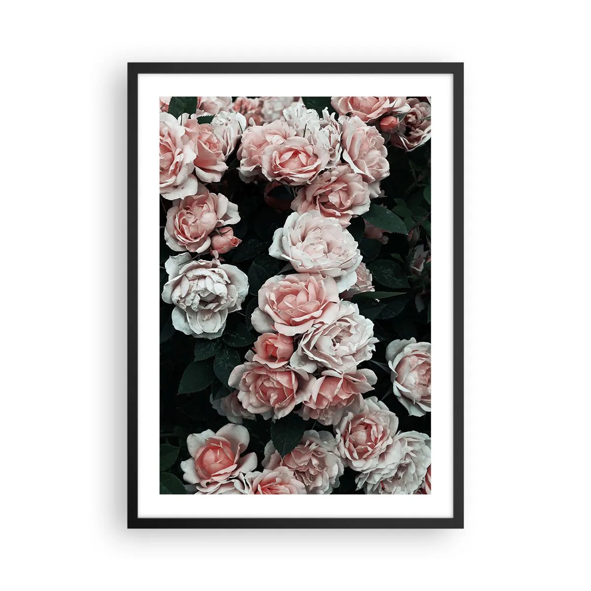 Poster in black frame - A bouquet of roses in delicate shades of pink on a dark background - 50x70cm - Rose Ensemble - Modern wall decoration for the living room and bedroom ARTTOR