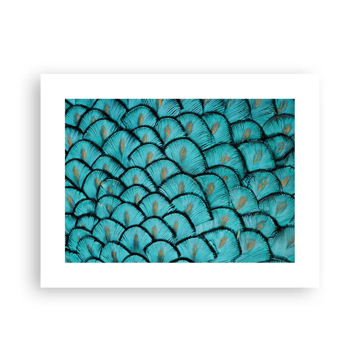 Poster - Great Feather Gala - 40x30 cm