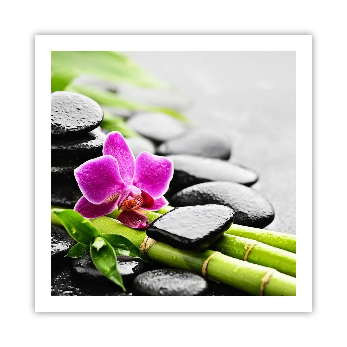 Poster - In a Peaceful Balance - 60x60 cm