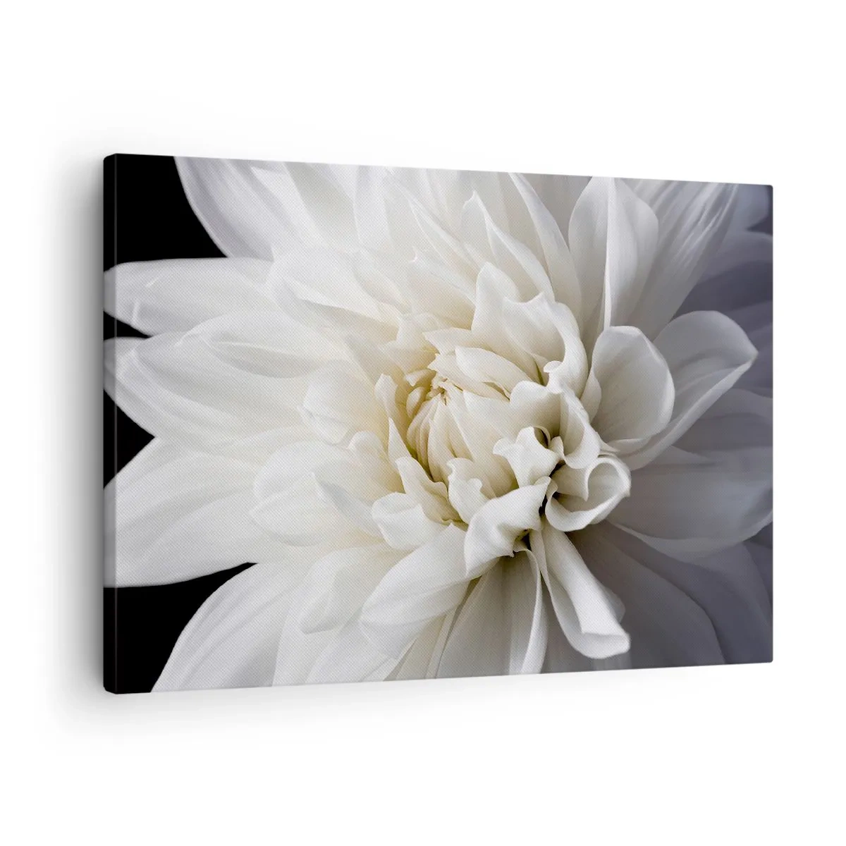 Canvas picture - A delicate white flower on a black background in an elegant composition - 70x50cm - Bride's Morning - Modern wall decoration for the living room and bedroom ARTTOR